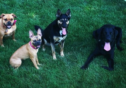 Photo of 4 dogs with green grass background