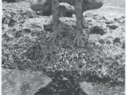 Peggy Slatter portraying a bullfrog for the 1953 Capitola Water Fantasy - image from By-the-Sea by Carolyn Swift