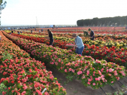 Begonia Picking Fields, 2015 - Image courtesy of Niels Kisling