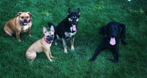 Photo of 4 dogs with green grass background